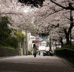 Search for Kanagawa